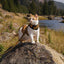 Kitty Holster Cat Harness (Made in USA)