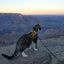 Kitty Holster Cat Harness (Made in USA)
