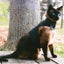 Kitty Holster Cat Harness (Made in USA)