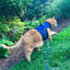 Kitty Holster Cat Harness (Made in USA)