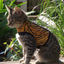 Kitty Holster Cat Harness (Made in USA)