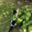 Kitty Holster Cat Harness (Made in USA Reflective Safety Harness)