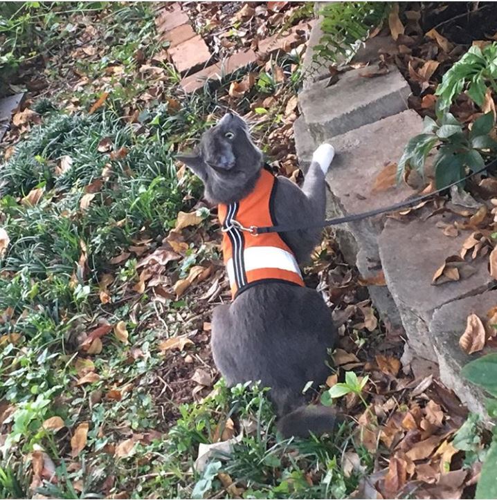 Kitty Holster Cat Harness (Made in USA Reflective Safety Harness)