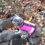 Kitty Holster Cat Harness (Made in USA Reflective Safety Harness)