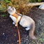 Kitty Holster Cat Harness (Made in USA Reflective Safety Harness)