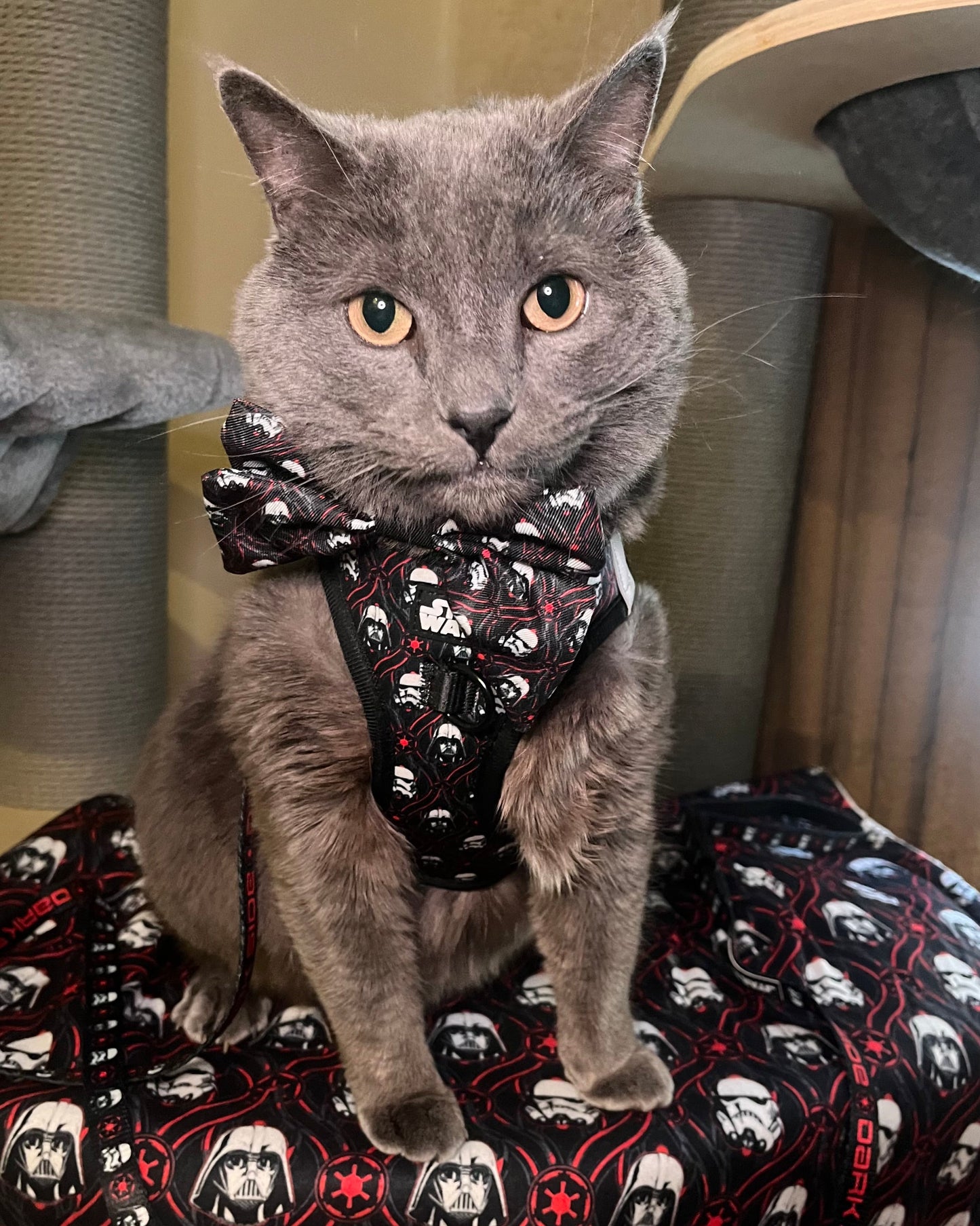 Cat Collar - STAR WARS™ The Dark Side