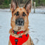Dog Collar - Neon Red