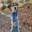 Dog Collar - Blue's Clues™