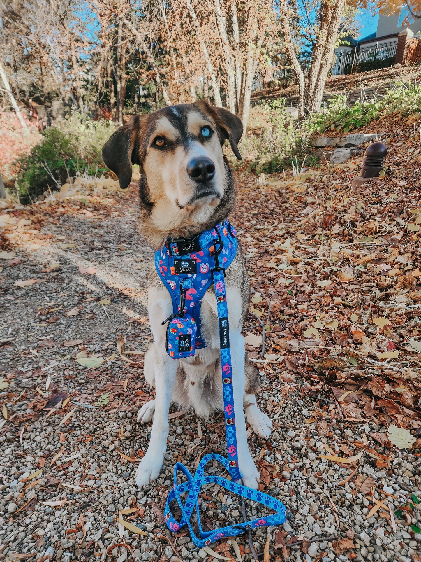 Dog Collar - Blue's Clues™