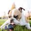 KONG Extreme Treat-Stuffing Dog Toy for Power Chewers