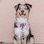 Dog Adjustable Harness - Harley Quinn™