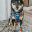 Dog Leash - STAR WARS™ Ahsoka