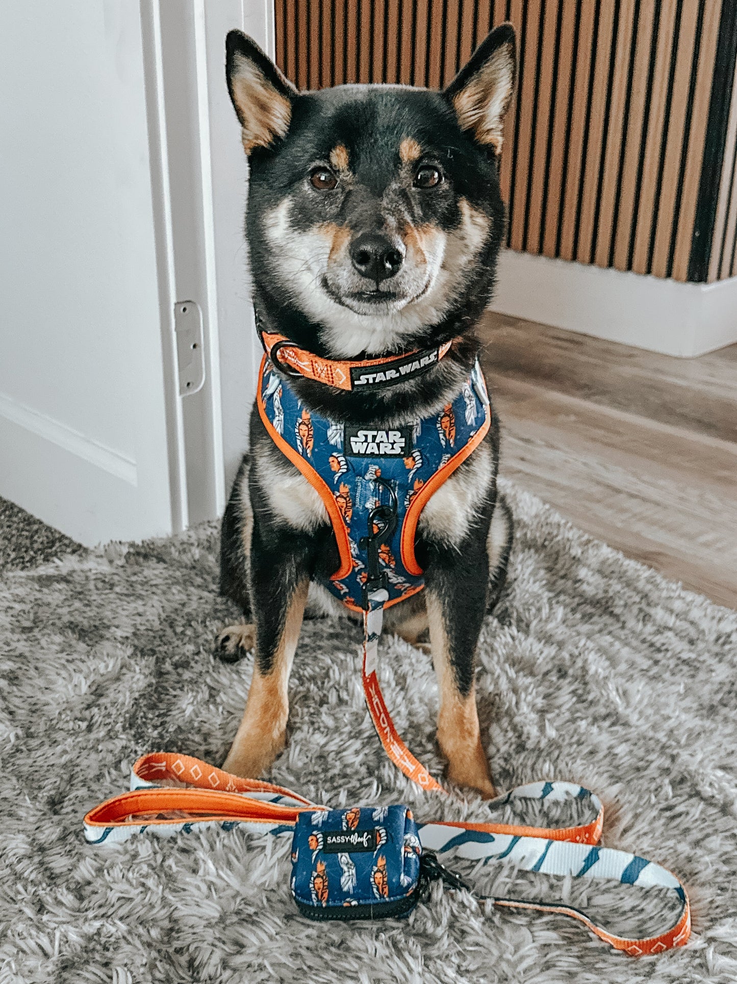 Dog Collar - STAR WARS™ Ahsoka