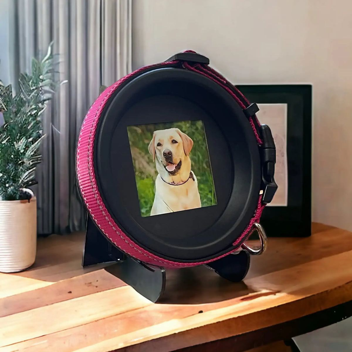 Large Dog Collar Frame and Stand Bundle | "The Labrador" Resin