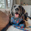 Dog Adjustable Harness - Superman™ & Krypto™