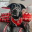 Dog Collar - Little Love