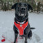 Dog Collar - Little Love