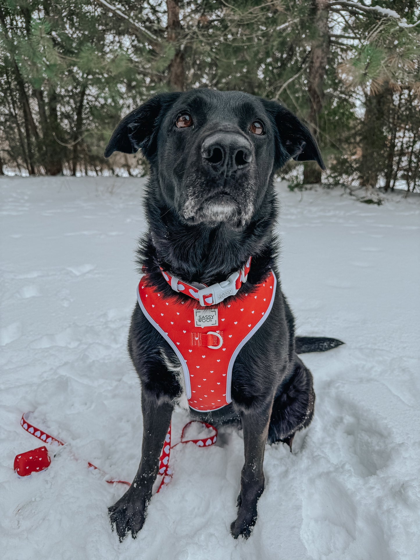 Dog Collar - Little Love