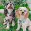 Dog Adjustable Harness - Disney's Aurora