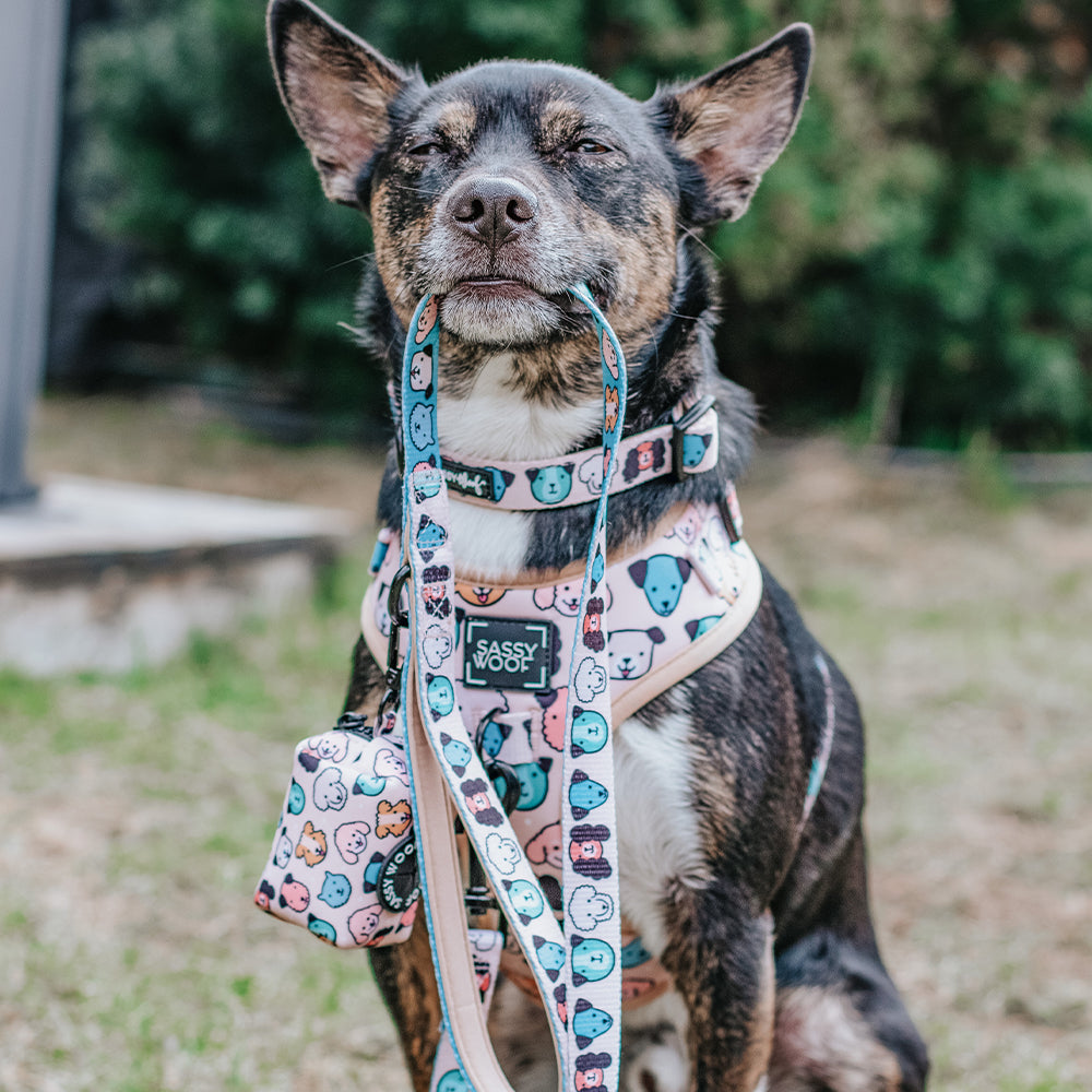 Dog Collar - Mixed With Love
