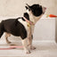 Leash 4ft - Vegan Leather - Cupertino