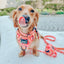 Dog Collar - Summer Sorbet