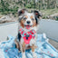 Dog Reversible Harness - Floral Frenzy