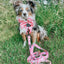 Dog Leash - Mykonos