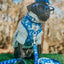 Dog Collar - Care Bears™ Grumpy Bear