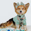 Dog Adjustable Harness - Shrooms & Blooms