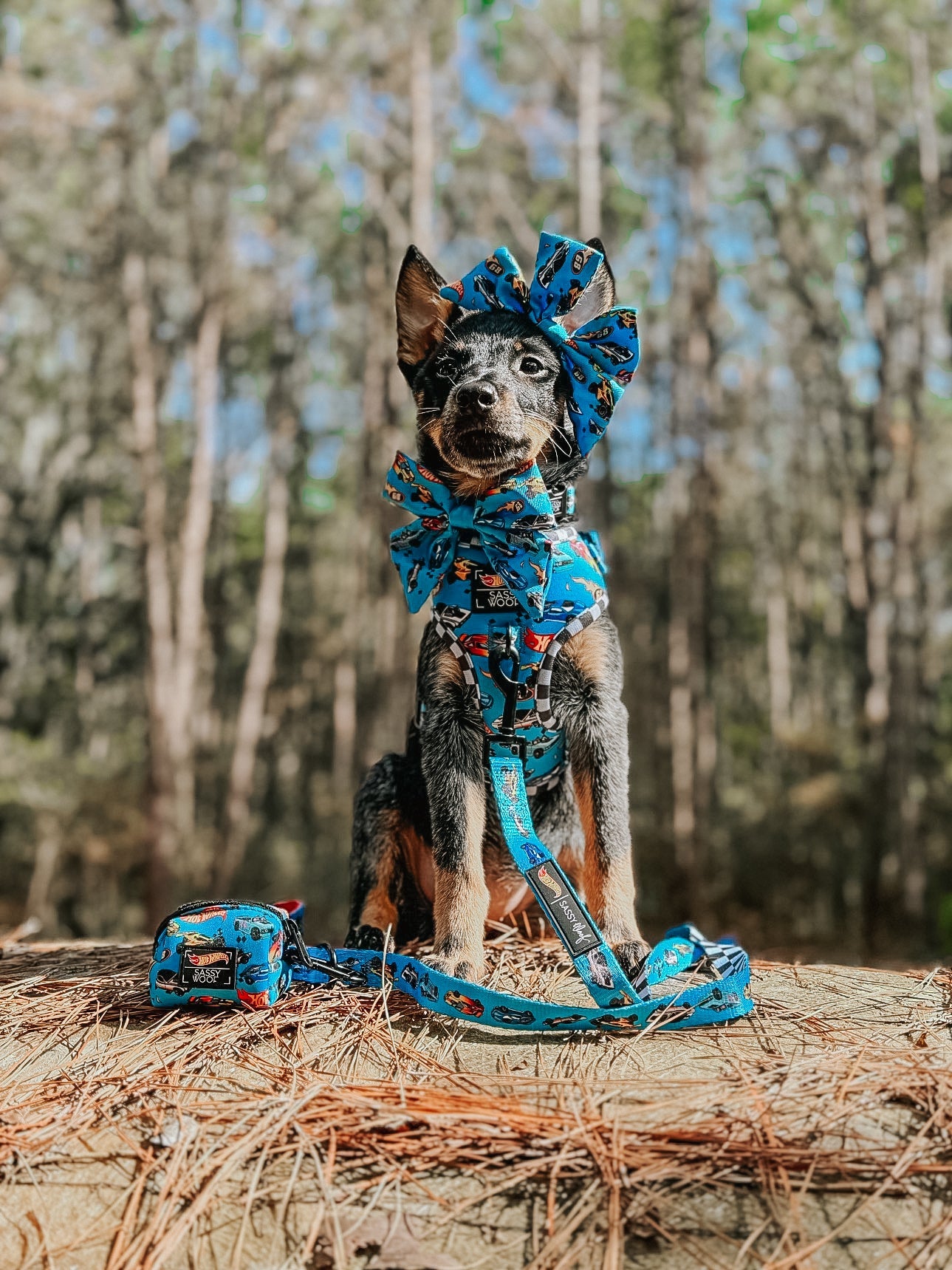 Dog Collar - Hot Wheels™