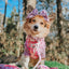 Dog Collar - Care Bears™ Cheer Bear