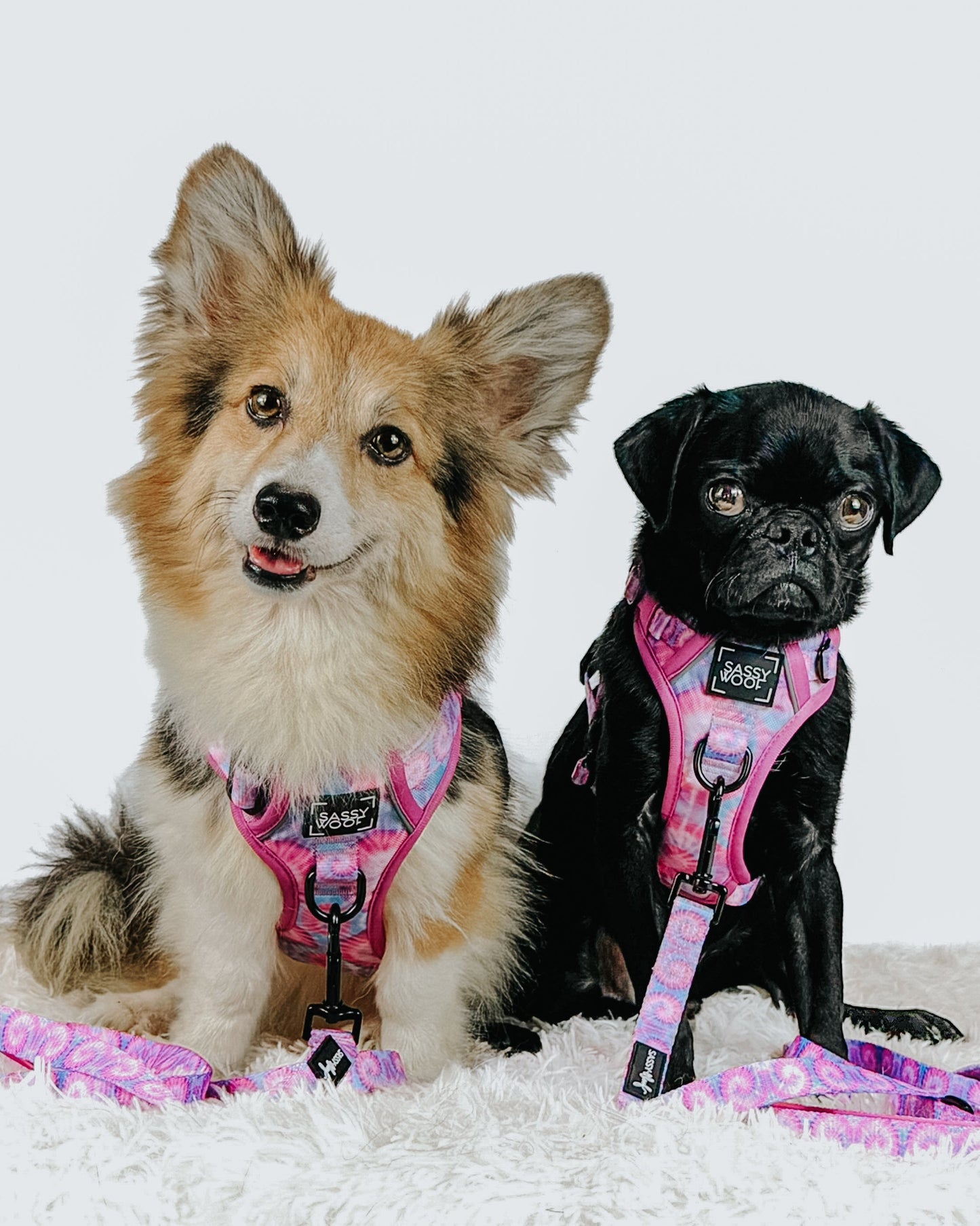 Dog Leash - Purple Haze
