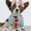 Dog Collar - Out of Office