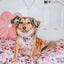 Dog Adjustable Harness - Harley Quinn™