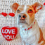 Dog Collar - Little Love