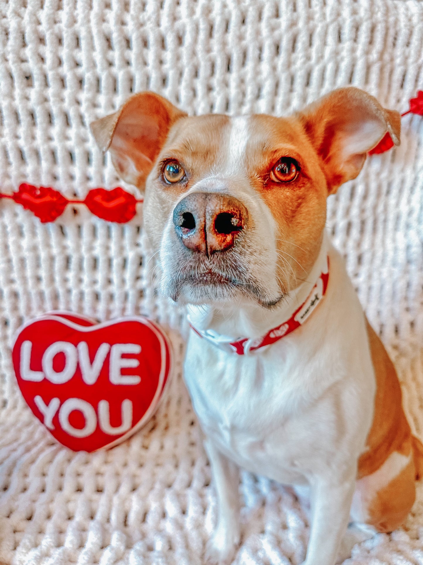 Dog Collar - Little Love