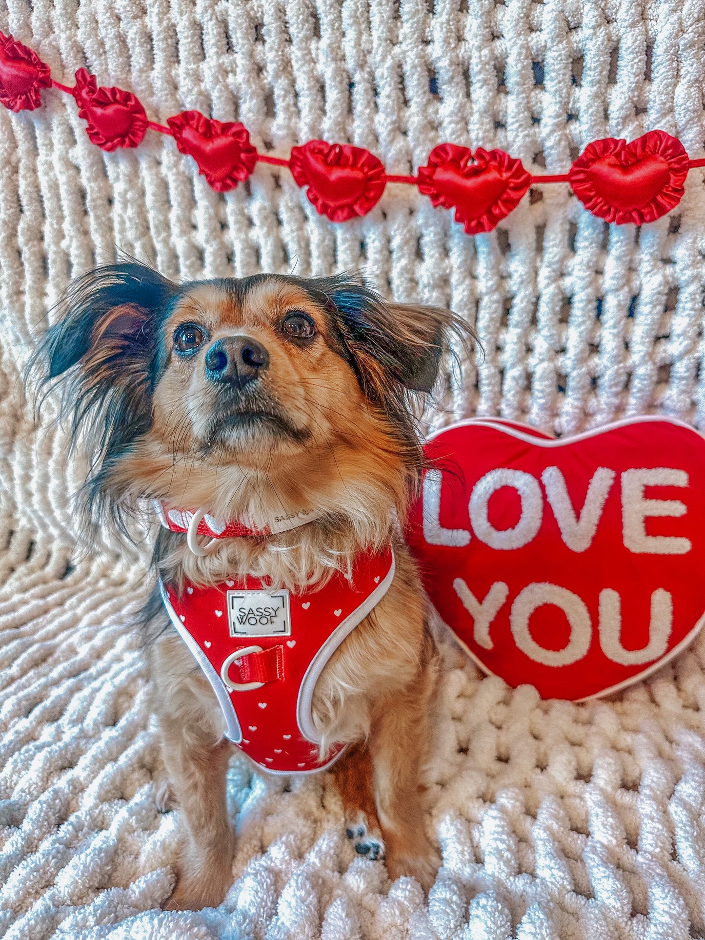 Dog Collar - Little Love