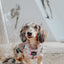 Dog Adjustable Harness - Sakura