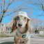 Dog Adjustable Harness - Shrooms & Blooms