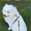 Magnetic Dog Harness - One-Hand Clip, No-Pull Design