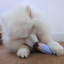 The Ubbe Modern Dog Licking Toy