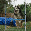Better Sporting Dogs Adjustable Dog Agility Bar Jumps
