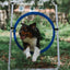 Better Sporting Dogs Upgraded Dog Agility Set – 7 Piece Training Kit with Safety Breakaway Tire Jump, Displacement Bar Jumps, Tunnels, Weave Poles & Pause Box