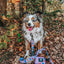 Dog Leash - Gilmore Girls™