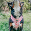 Dog Adjustable Harness - Mykonos