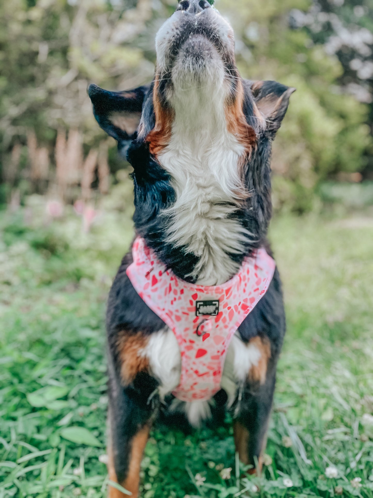 Dog Adjustable Harness - Mykonos