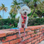 Dog Collar - Beach Bod