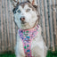Dog Two Piece Bundle - Hello Kitty® & Friends Flower Festival