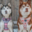Dog Adjustable Harness - P.S. I Woof You